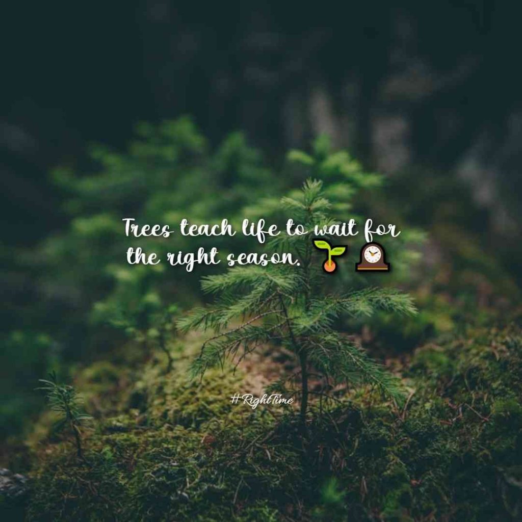 quotes_about_trees_and_life